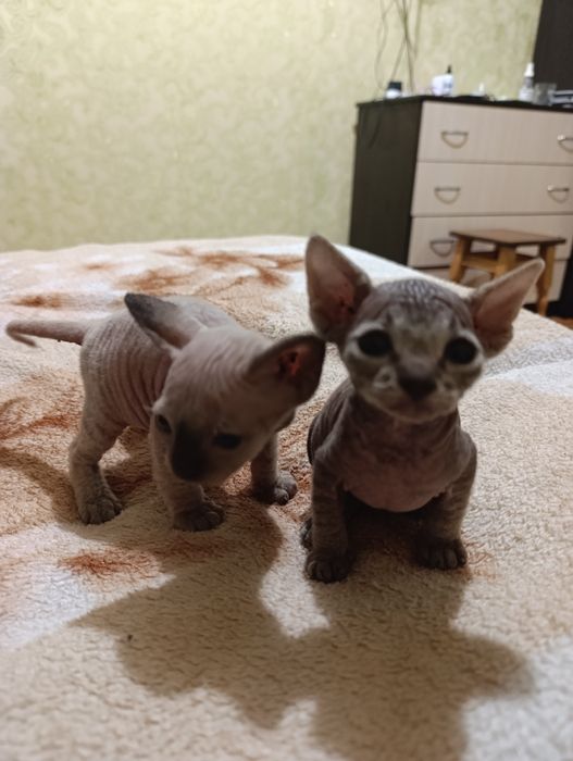 Кошенята канадський Сфінкс