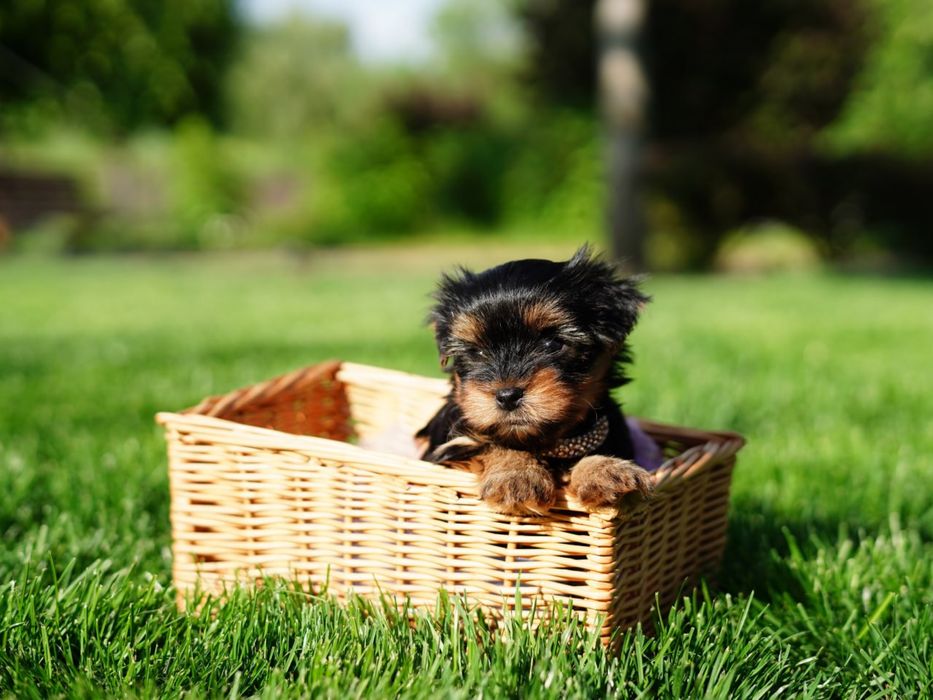 Супер йорки хлопчики і дівчатка