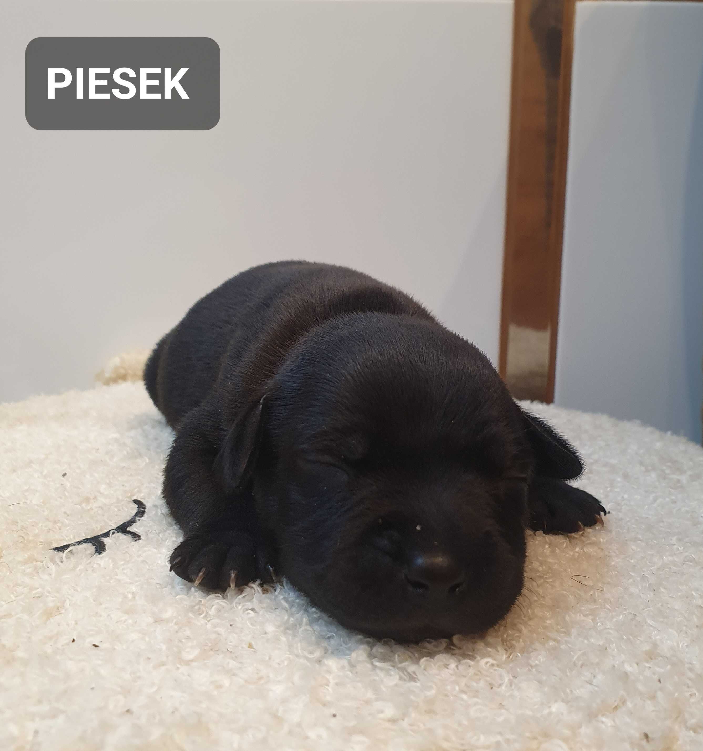 Staffordshire bull Terrier -Staffik- CZARNY Piesek