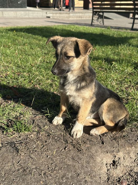 Коротколапе цуценя подарую