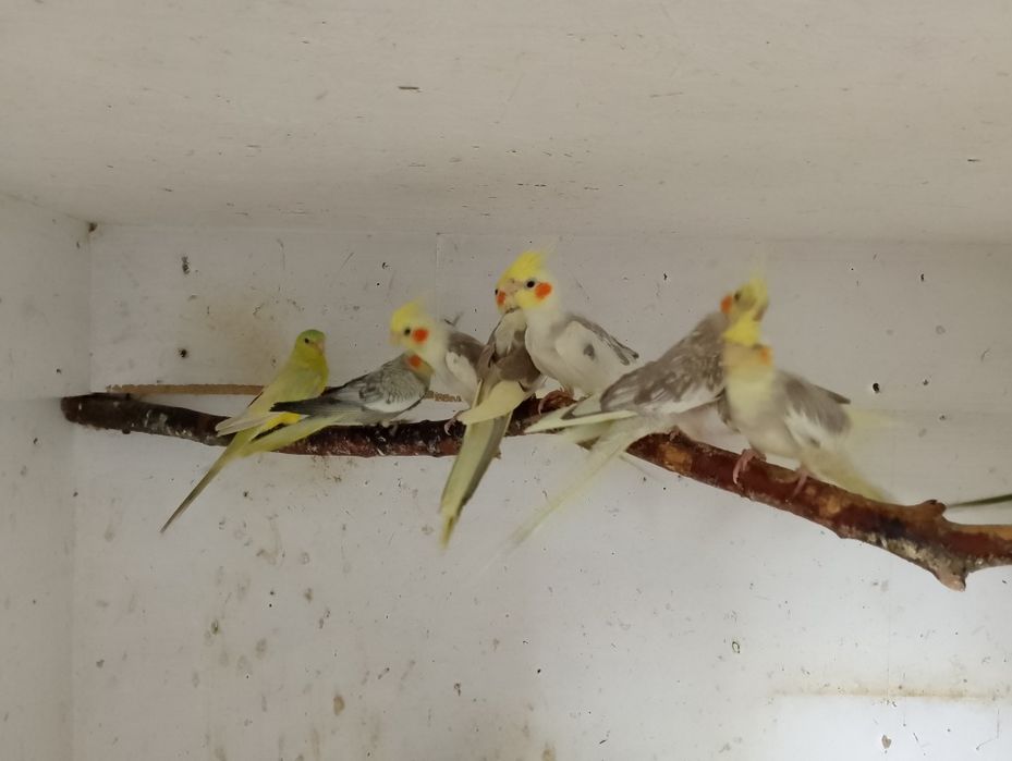 Sprzedam Papugi Nimfy