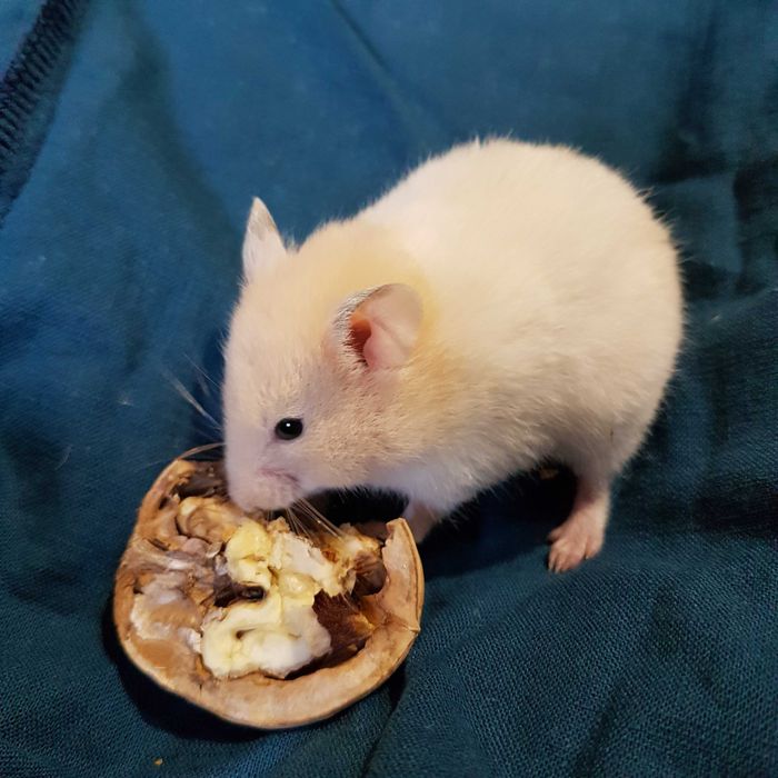 Продам красивого  ангорка,сатин  и др