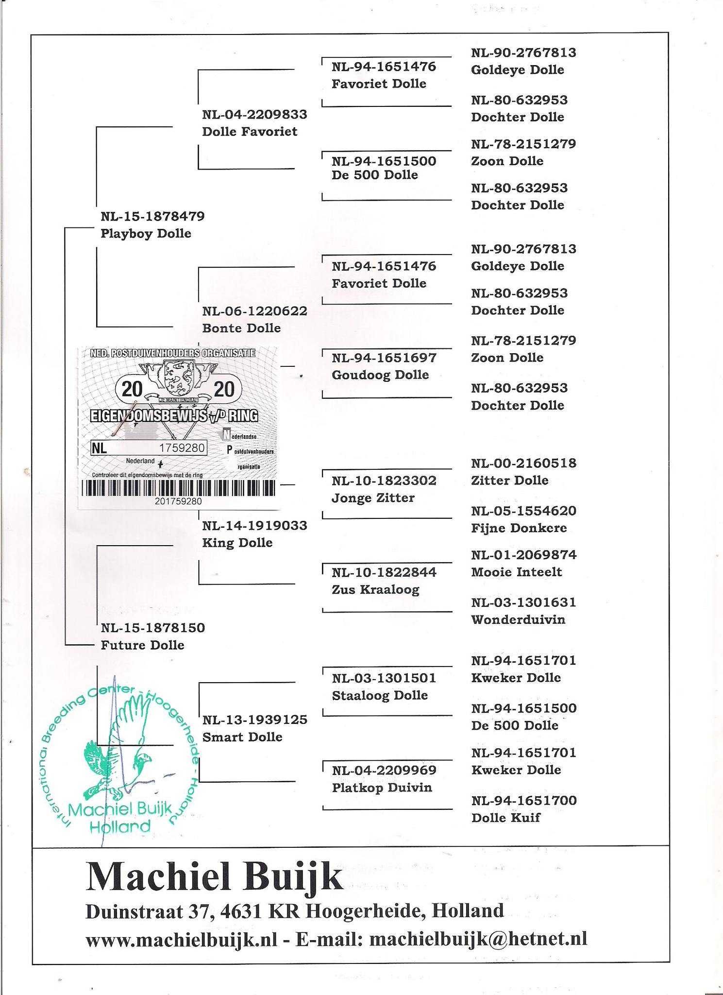 Młode Ardeny Org M. Buijk Para 137 gołębie pocztowe gołąb daleki dysta