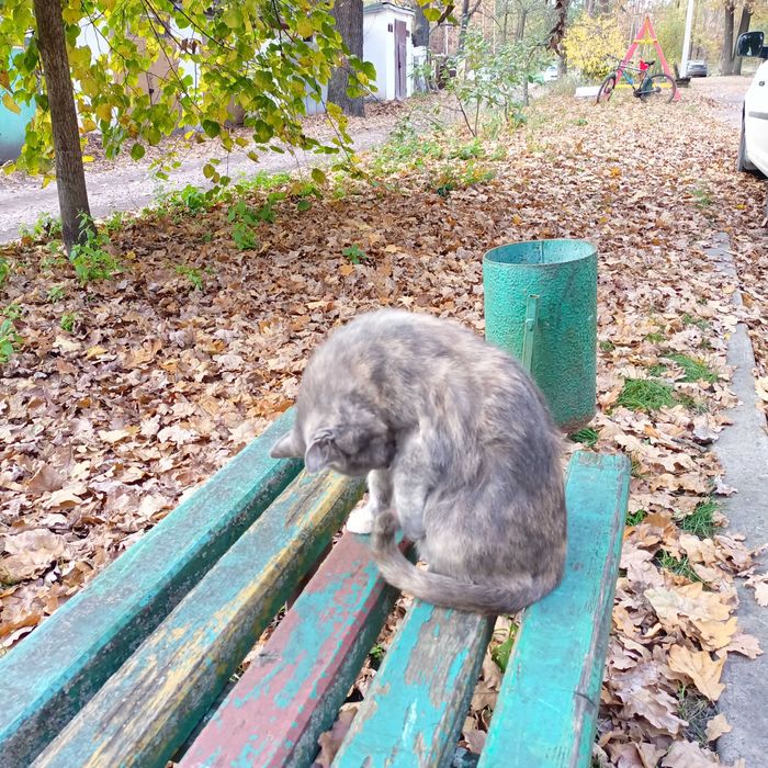 Кішка в ДОБРІ Руки