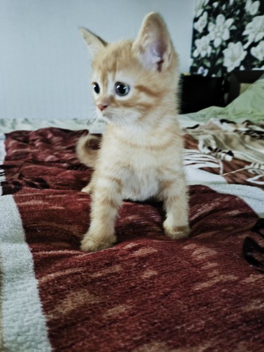 Продам шотландських кошенят.