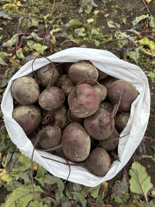 Продам буряк. Сорт ЗЕПО.
