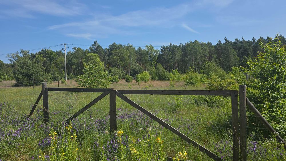 BOLĘCIN kolo Płonska . Działka rekrecyjno-budowlana 1500m2.
