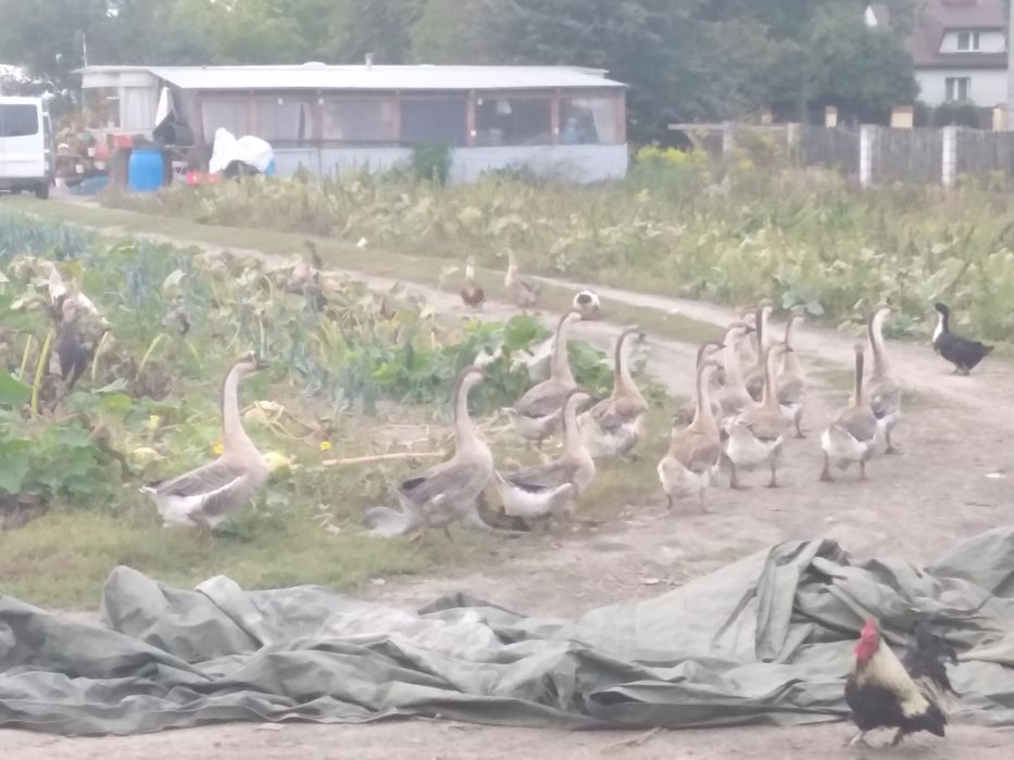 Jajka wiejskie kacze, gęsi, kurze