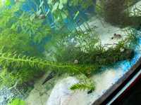 Roślina akwariowa - moczarka Egeria densa