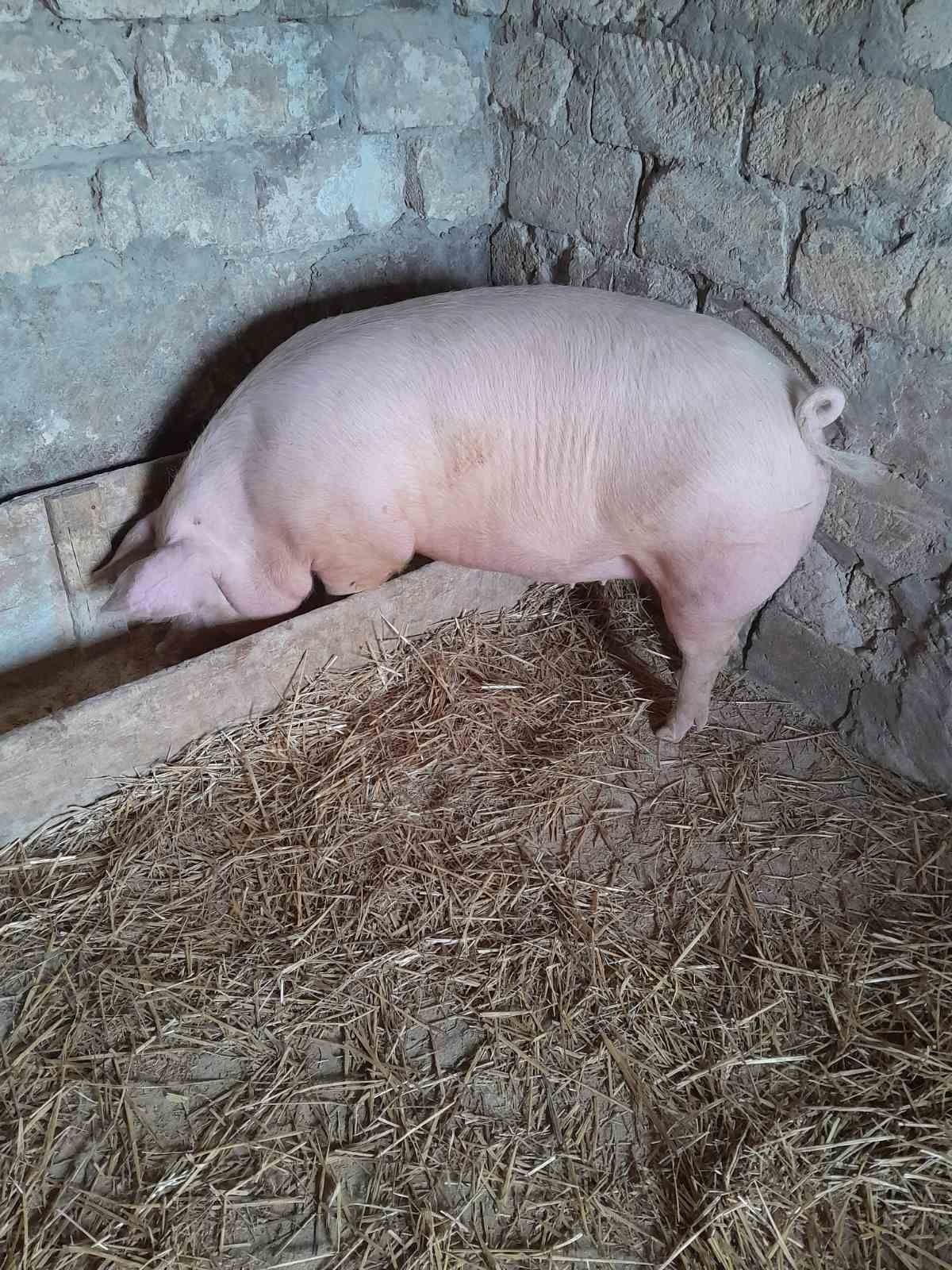 Продам свиноматок первісток