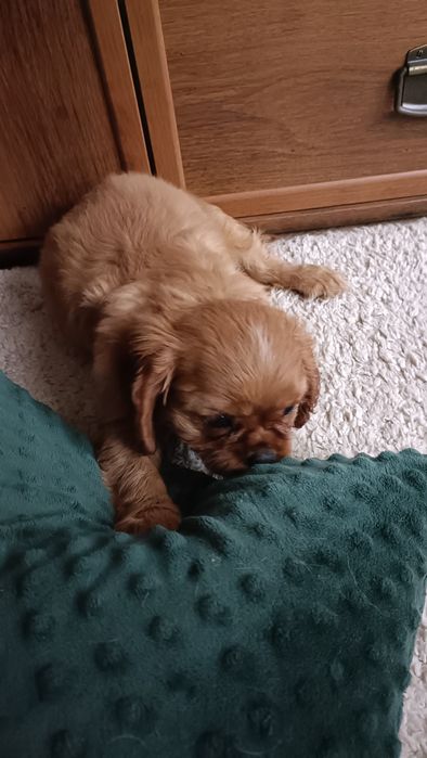 Cavalier King Charles spaniel sunia