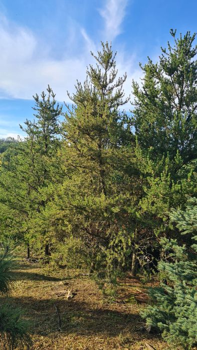 Сосна Банкса (Pinus Banksiana)