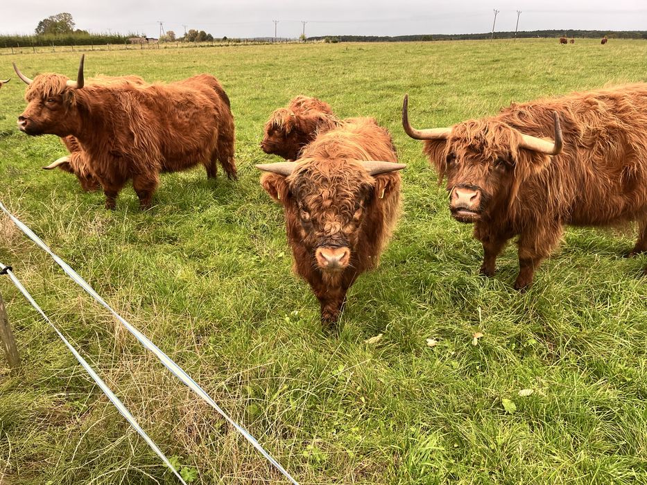 Byk szkocki Highiand Cattle