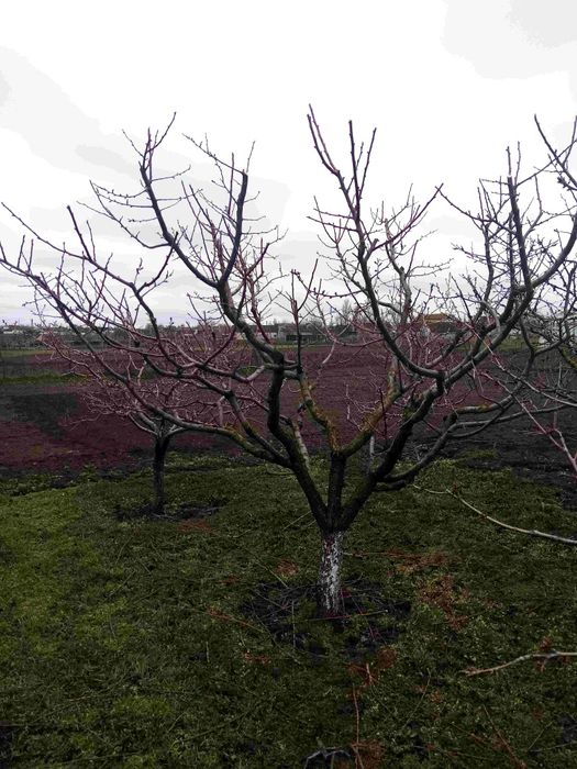 Обрезка декоративних ростений, фруктовых деревьев и кустарников