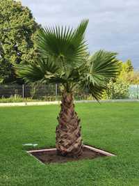 Washingtonia Robusta palma mrozoodporna -5° ogród  basen  taras palmy