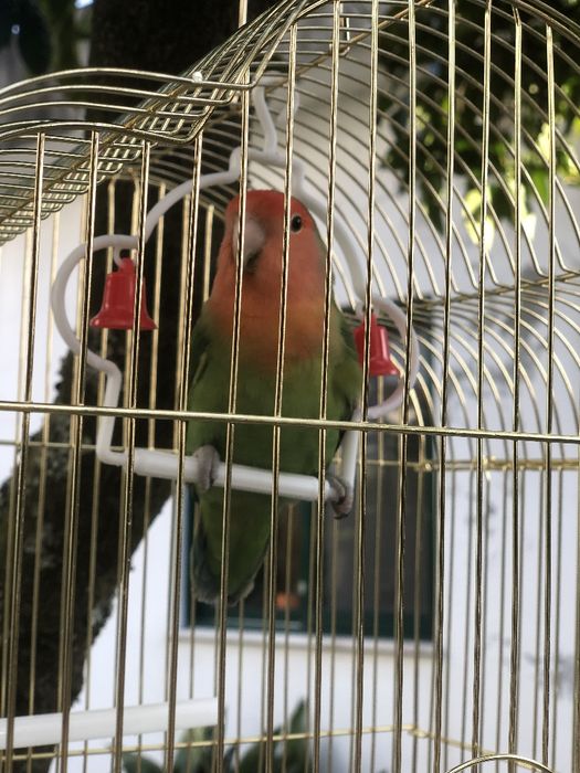 Vendo agapórnis rosileconis