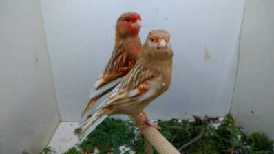 Kanarki Pheo mozaika czerwona 2024 i 2025