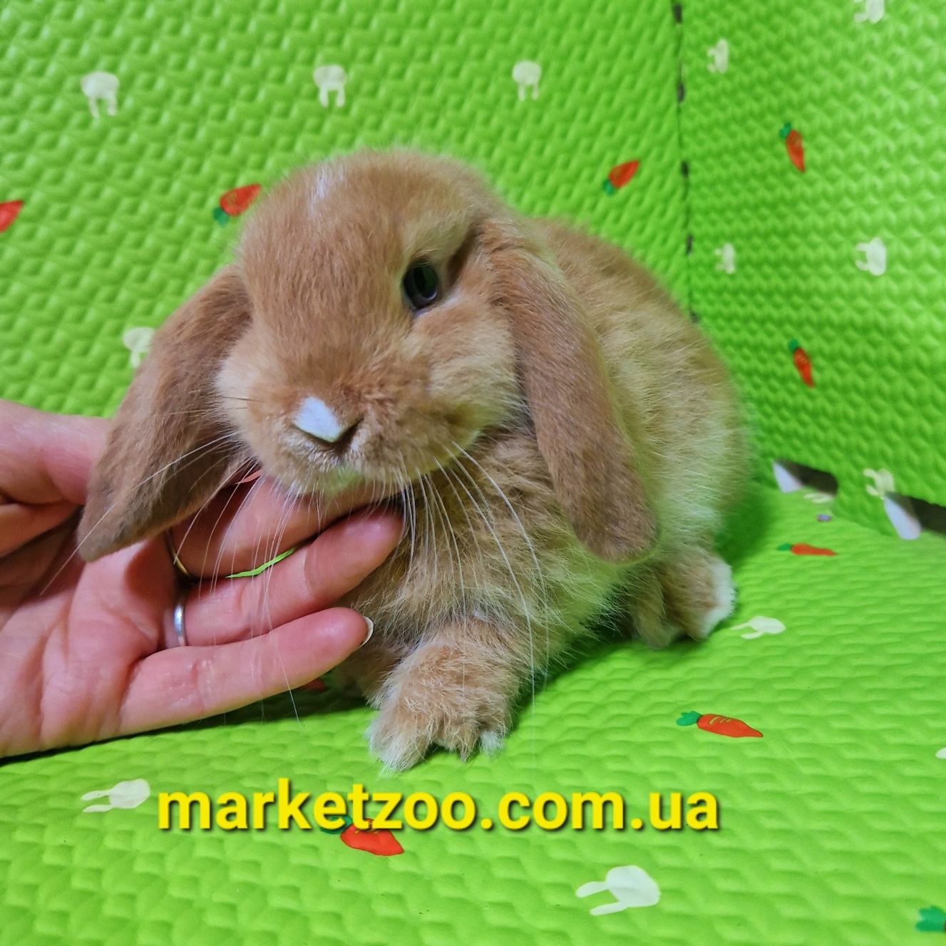 Найгарніша дівчинка mini lop карликовий міні кролик,карликові кролики