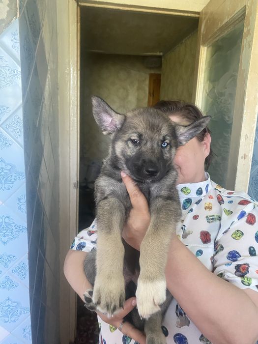 Щенки хаски