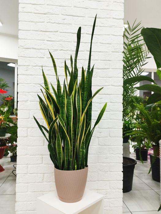 Сансевієрія Лауренті/Variegata