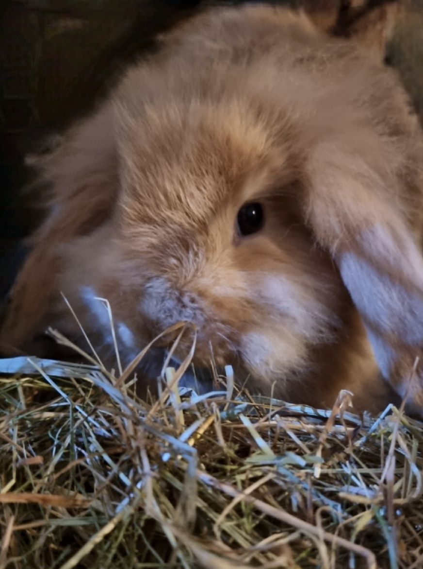 Coelhos anões Raças puras vacinados