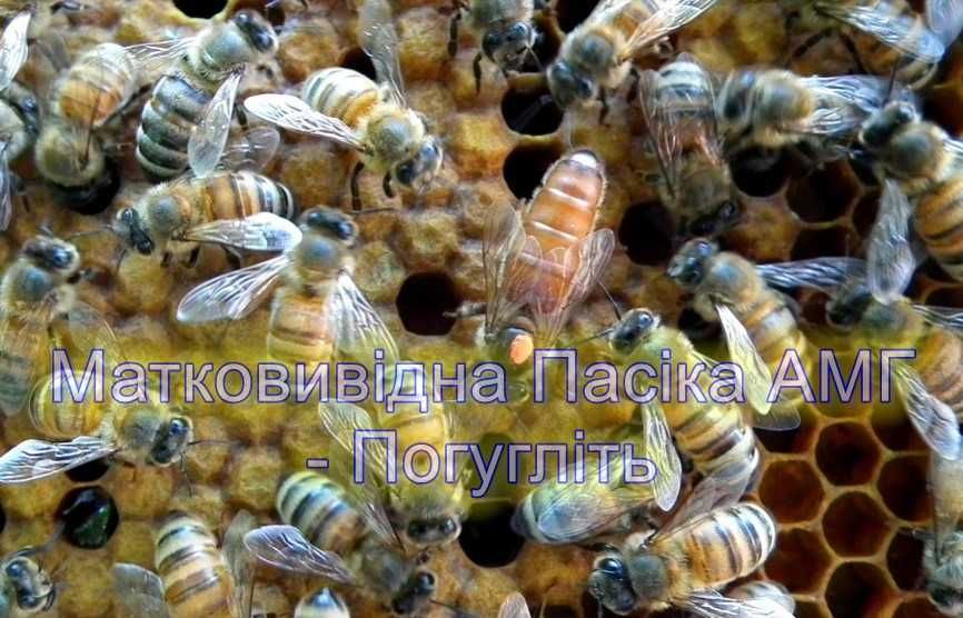 Бджоломатки в Наявності продам Матковивідна пасіка АМГ плідні неплідні