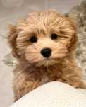 Maltipoo piesek do rezerwacji