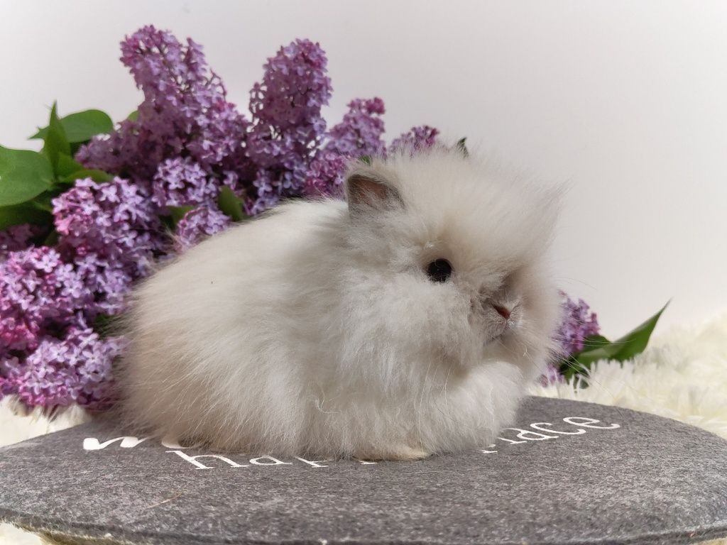 Piękne króliczki Karzełek Teddy i Mini Lop.