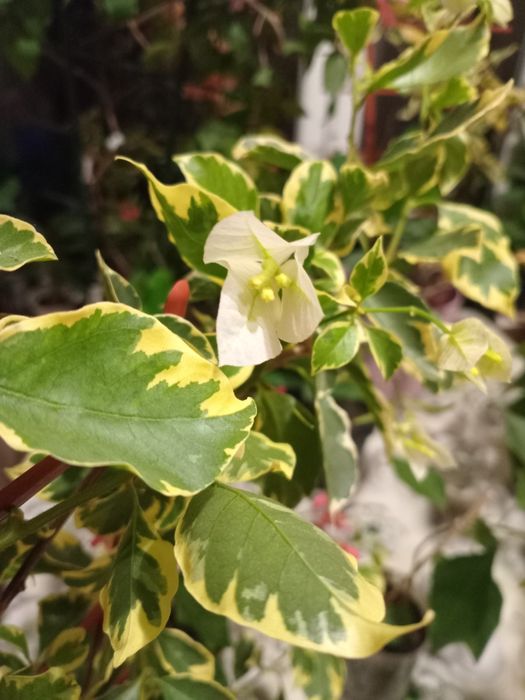 Продам бугенвілію маленьку по 50 грн і велику по 200грн