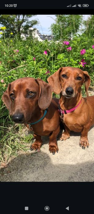 Цуценята такси гладкошерсної