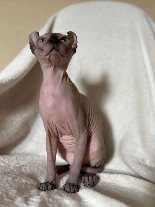 Дівчинка Піксі порода Ельф