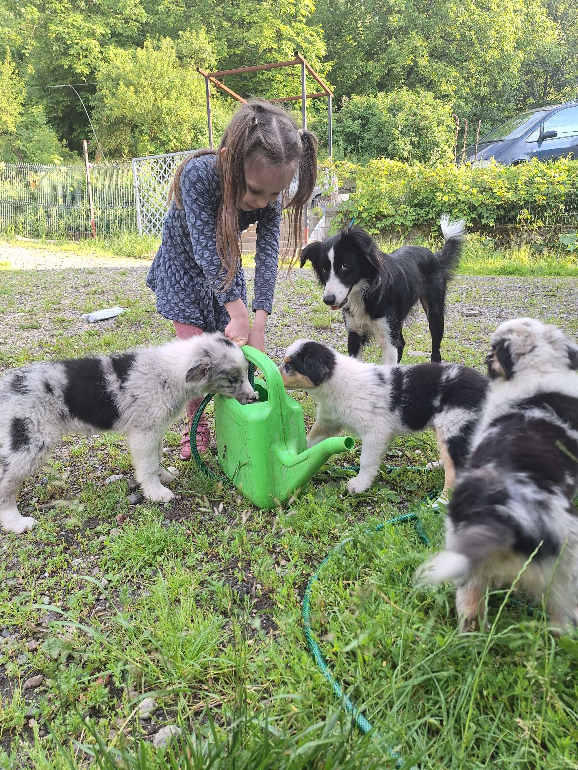 Border collie blue merle Roger z Zielonego Wyraju Piesek