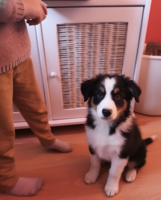 Border collie szczeniak suczka gotowa na zmianę domu