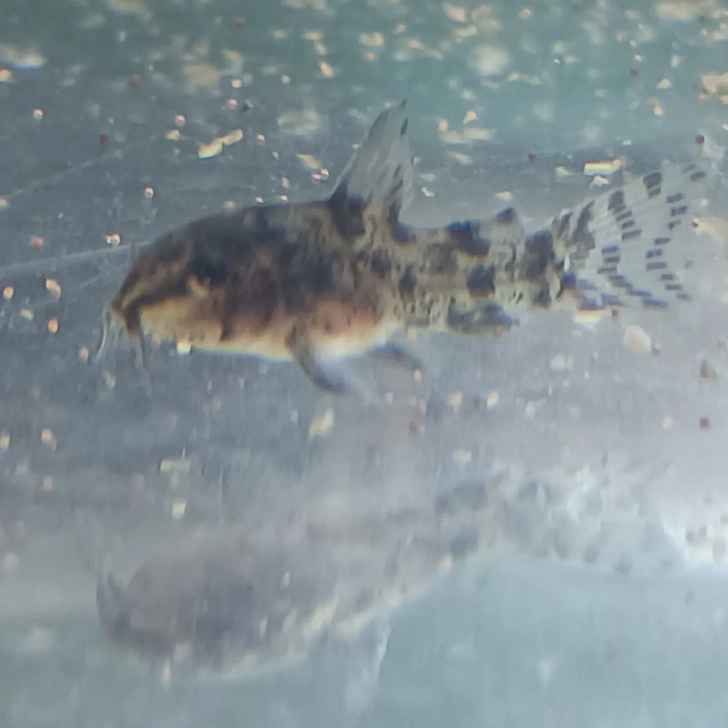 Corydoras paleatus juvenis