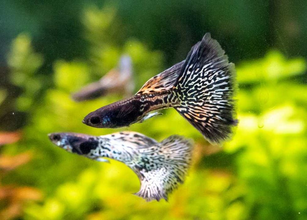 Rybki do akwarium dekoracyjnego Gupiki Metal Cobra 4 wybarwione samce