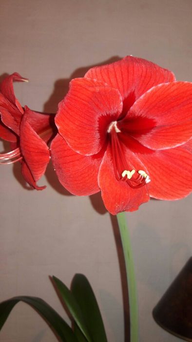 Цветок комнатный Геппиаструм.