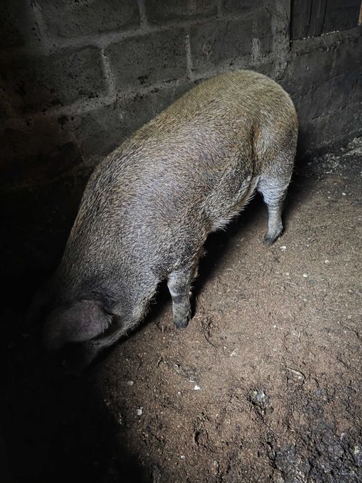 Продам свинью,домашния дюрок !