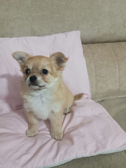 Samiec chihuahua