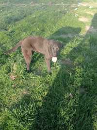 Labrador retriever Piesek
