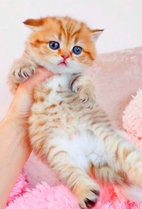 Золотой тигрёнок девочка милашка шотландочка