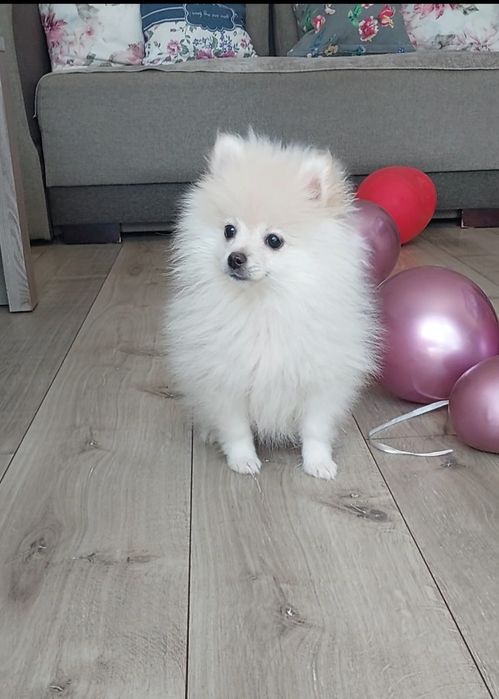 Szpic miniaturowy, Pomeranian.