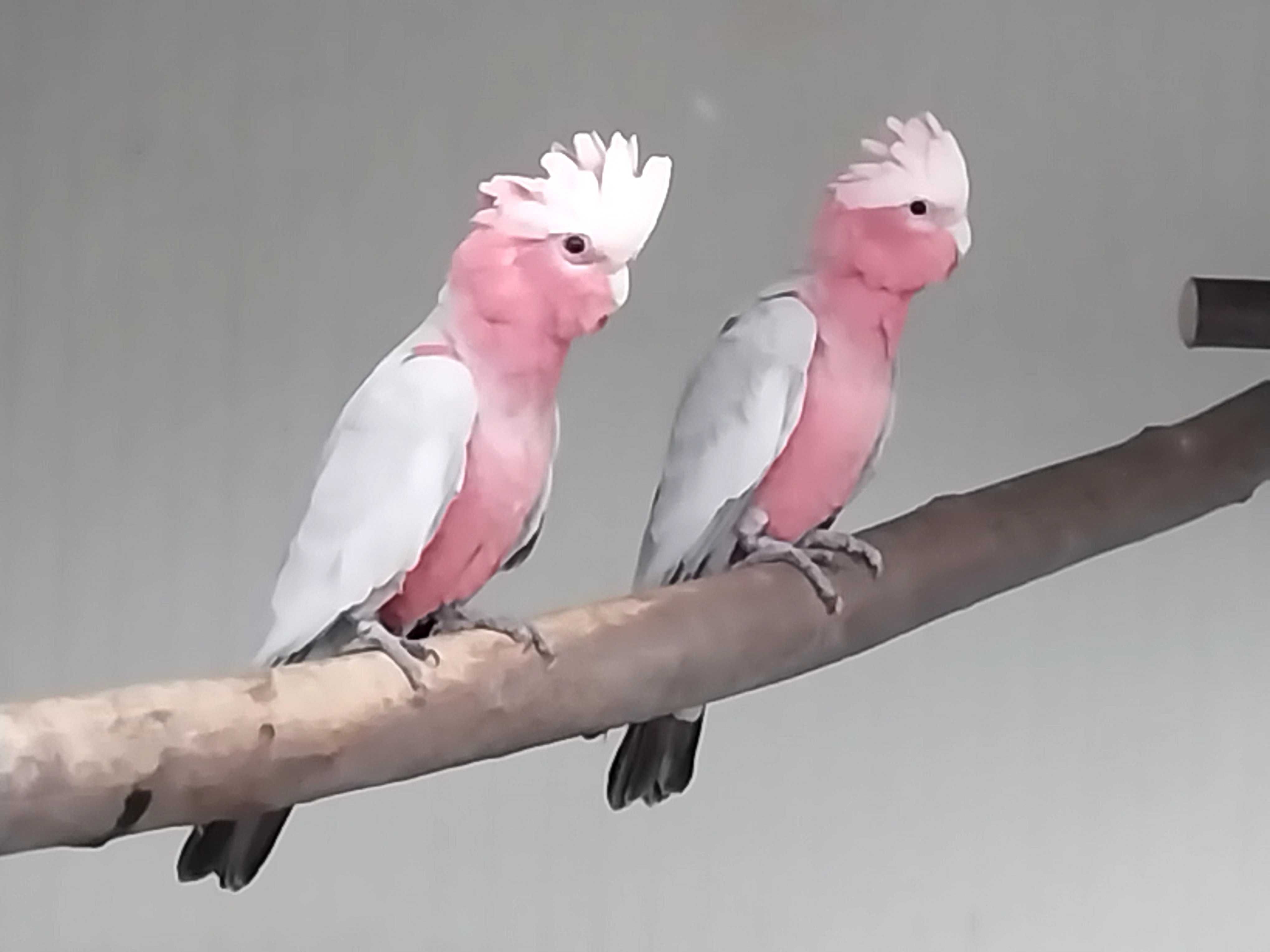 Cacatuas   Galah