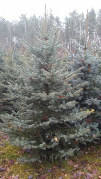 sprzedam świerk srebrny wys 250-350cm
