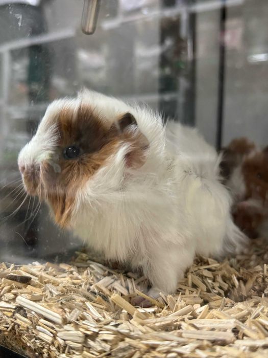 świnka morska sklep zoologiczny GRUBY KOCUR rzeszów