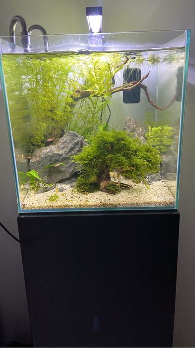 Ofereço Aquatlantis Nano Cube com vivos