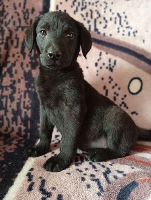 Продам щенків лабрадора)