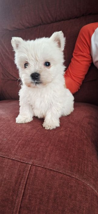 West Highland White Terrier