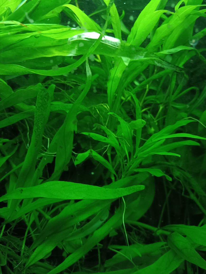 Гигрофила ростения в аквариум