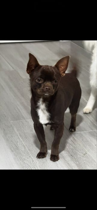 Chihuahua macho com 1 ano