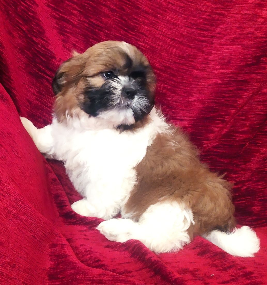 CUDOWNY szczeniak - Shih tzu - TRICOLOR